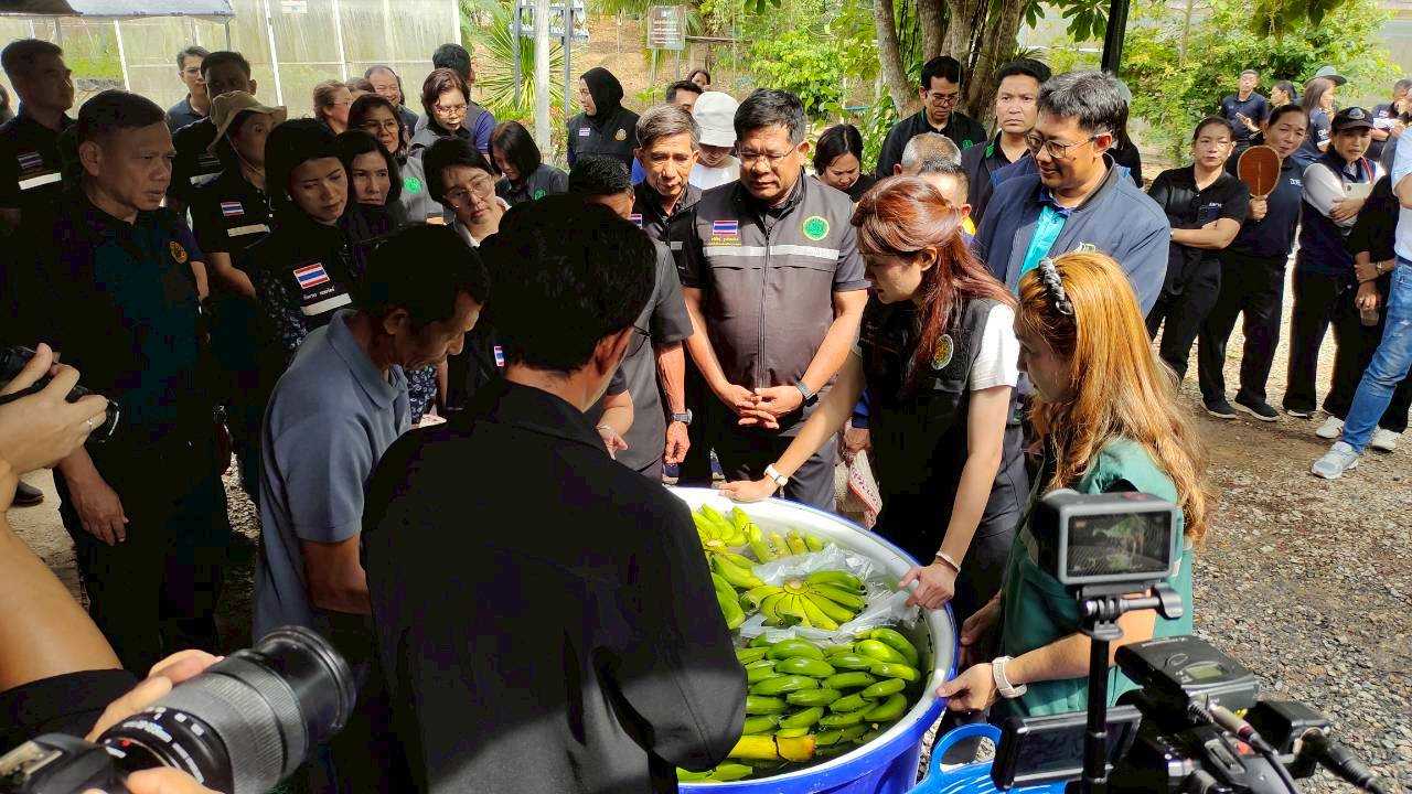 title - ผู้ตรวจราชการกรม ลงพื้นที่ติดตาม รมช.กษ. เปิดงานวันถ่ายทอดเทคโนโลยี (Field Day) การผลิตและแปรรูปขมิ้นชันเพื่อการเภสัชกรรม ภายใต้โครงการความร่วมมือระหว่างเยอรมัน - ไทย ณ จังหวัดสตูล
